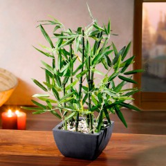 Декоративное растение "Бамбук в кашпо" В 45 см